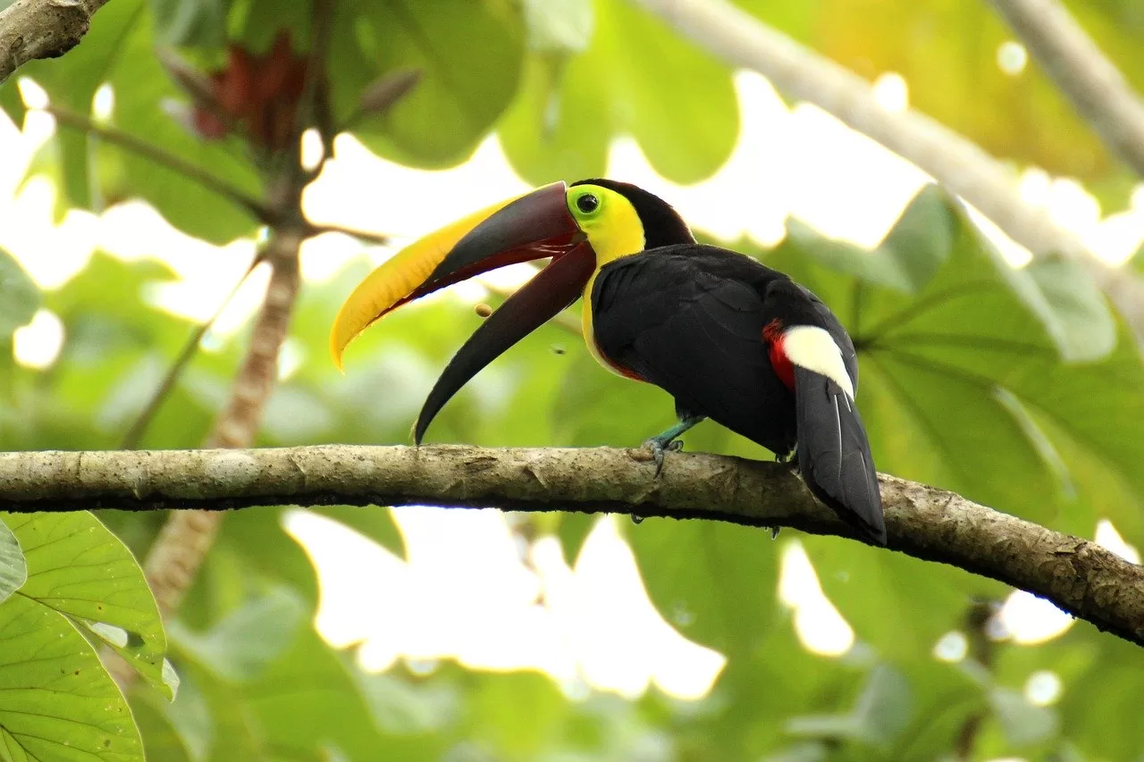 Singlereizen Costa Rica