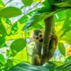 9 daagse singlereis Kleurrijk Suriname
