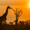 Groepsreis Zuid-Afrika Hoogtepunten - 15 dagen; Van Kaapstad naar Kruger