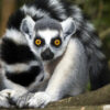 Single reis Madagascar Kort; Indri en ringstaartlemuur