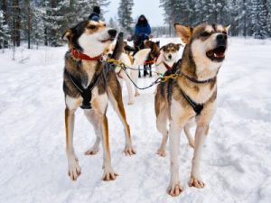 Rondreis Finland: Lapland (1 week); Winterparadijs in Lapland