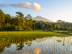 Rondreis Indonesië: Bali