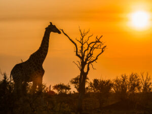 Rondreis Zuid-Afrika Hoogtepunten (2 weken); Van Kaapstad naar Kruger